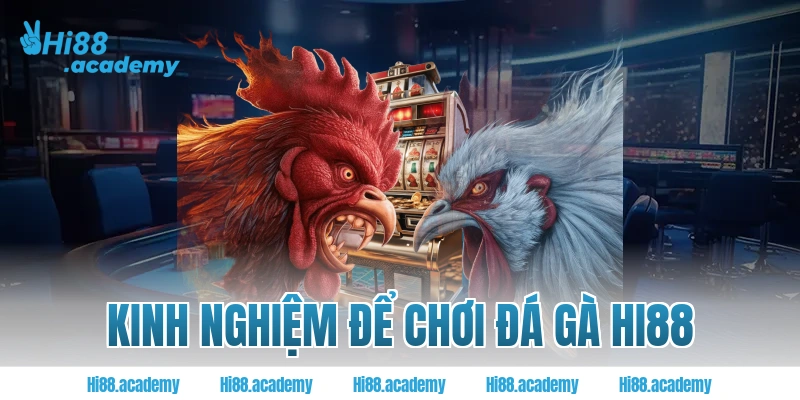 Kinh nghiệm để chơi đá gà Hi88